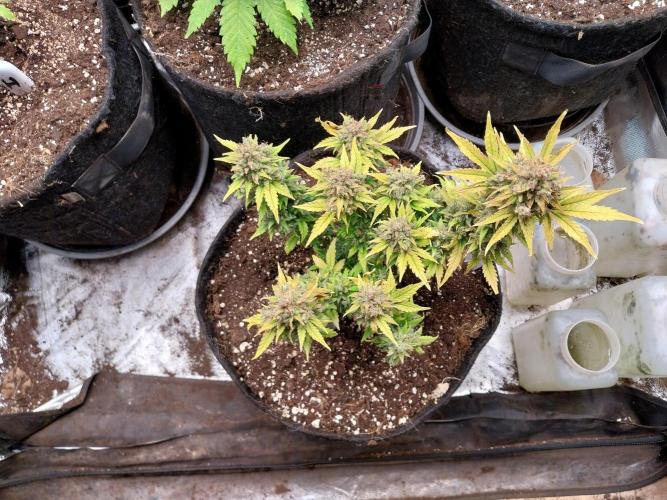 Quoitesqueu. Week 14 - 19/02