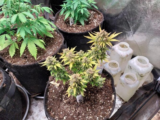 Quoitesqueu. Week 14 - 19/02