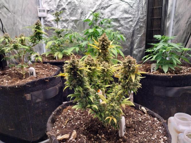 Quoitesqueu. Week 14 - 19/02