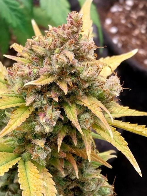 Quoitesqueu. Week 14 - 19/02