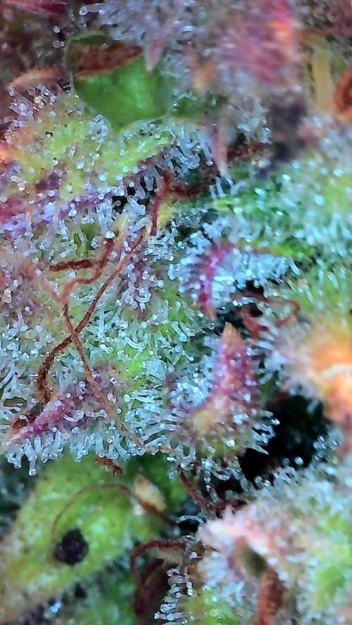 Quoitesqueu. Week 14 - 19/02