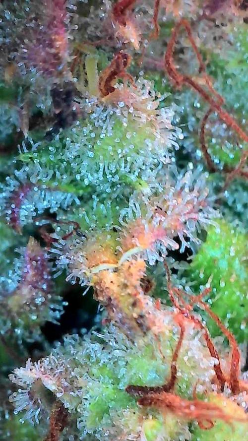 Quoitesqueu. Week 14 - 19/02