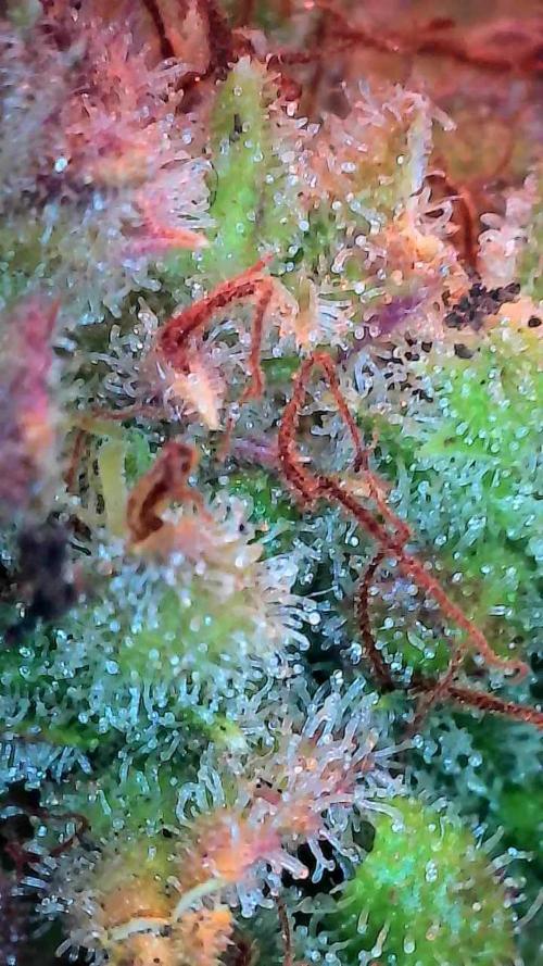 Quoitesqueu. Week 14 - 19/02