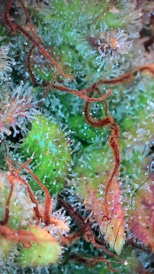 Quoitesqueu. Week 14 - 19/02