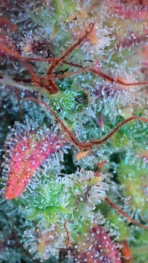 Quoitesqueu. Week 14 - 19/02