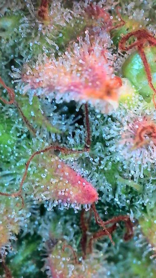 Quoitesqueu. Week 14 - 19/02