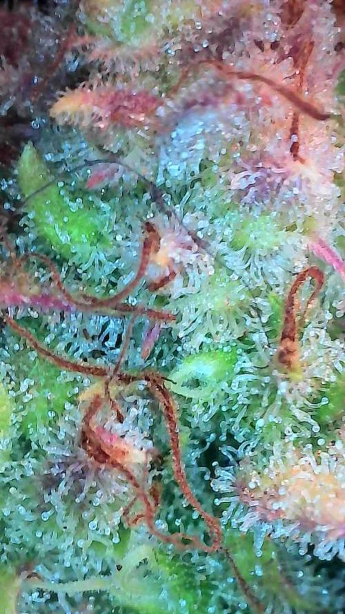 Quoitesqueu. Week 14 - 19/02