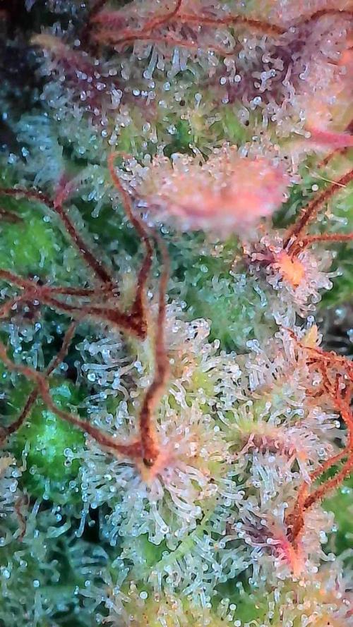 Quoitesqueu. Week 14 - 19/02