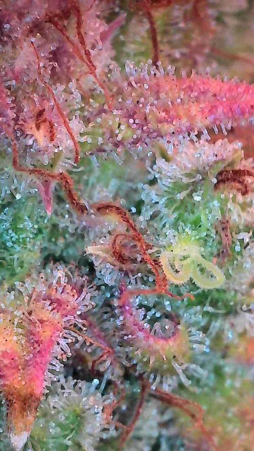 Quoitesqueu. Week 14 - 19/02