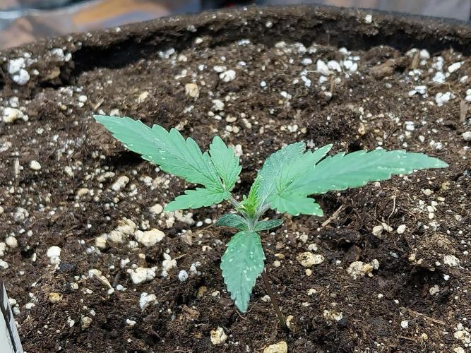 Rappa et mintal. Week 2 - 13/02