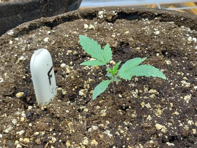 Rappa et mintal. Week 2 - 14/02