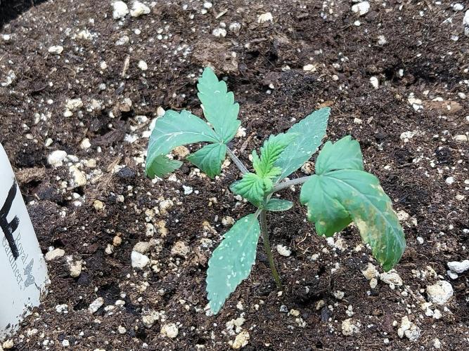 Rappa et mintal. Week 2 - 15/02