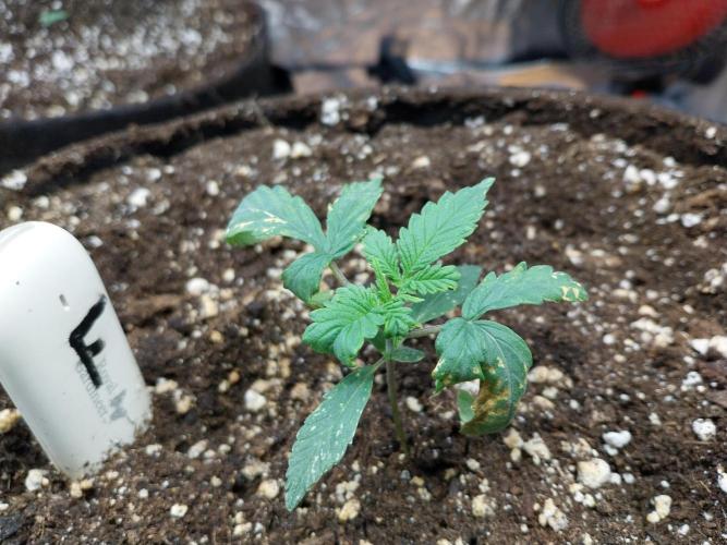 Rappa et mintal. Week 2 - 17/02