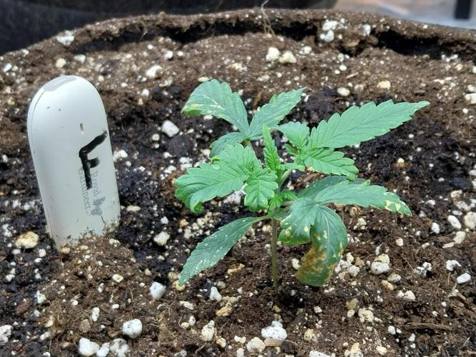 Rappa et mintal. Week 2 - 18/02