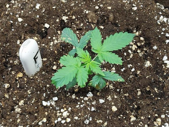 Rappa et mintal. Week 2 - 19/02 