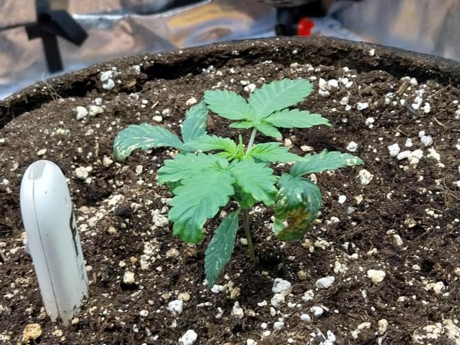 Rappa et mintal. Week 2 - 19/02 