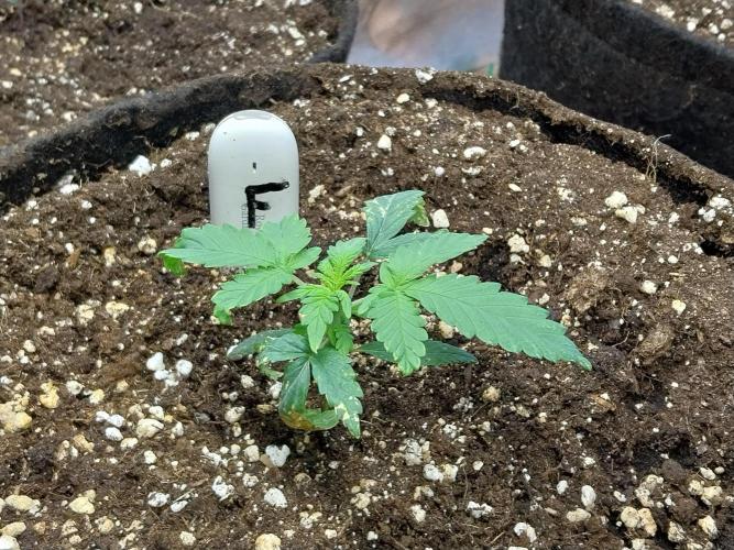 Rappa et mintal. Week 2 - 19/02 