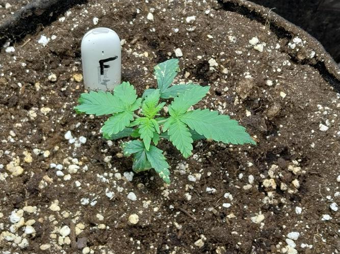 Rappa et mintal. Week 2 - 19/02 