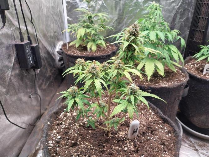 habannon. Week 11 - 20/02