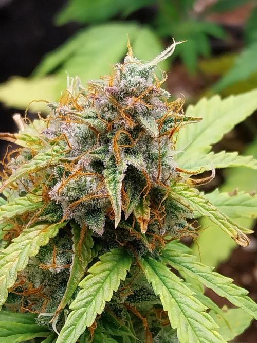 habannon. Week 11 - 20/02