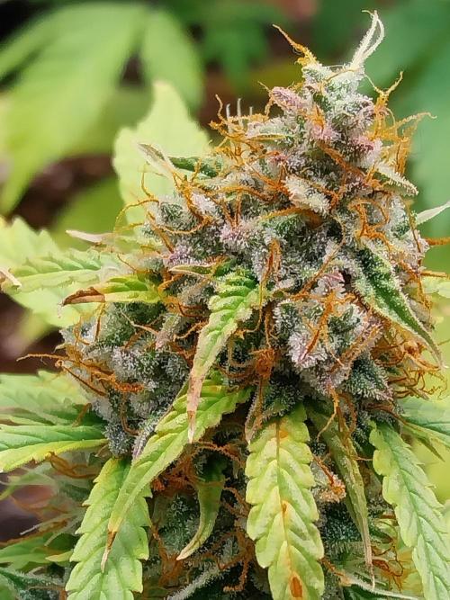 habannon. Week 11 - 20/02