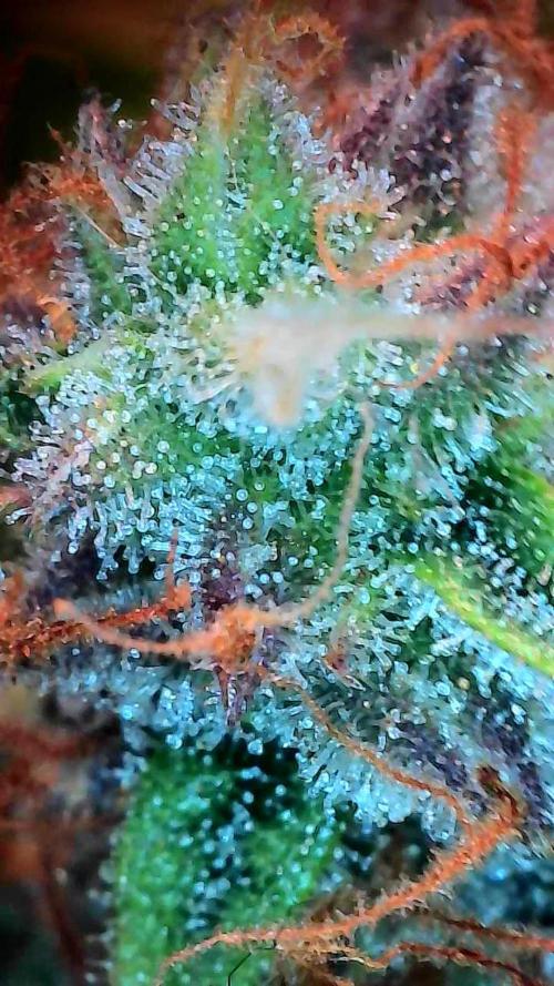 habannon. Week 11 - 20/02