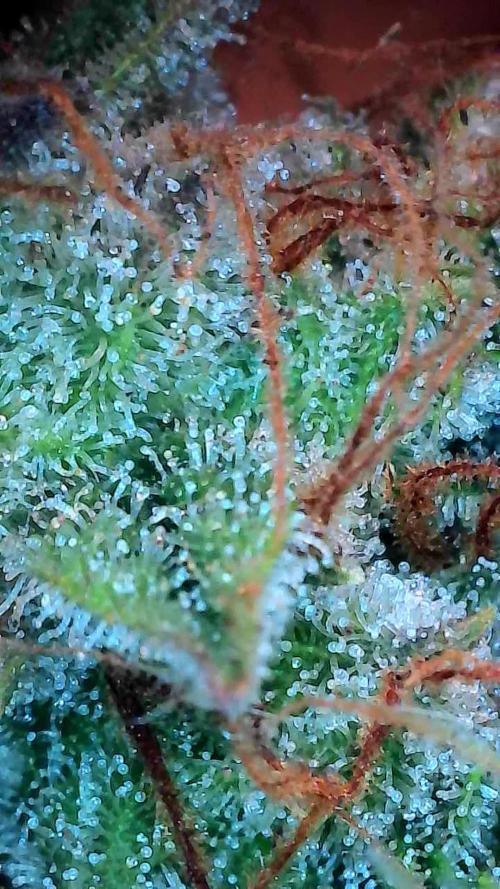 habannon. Week 11 - 20/02