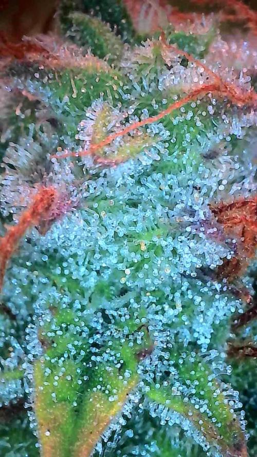 Chaos Cake Auto. Week 11