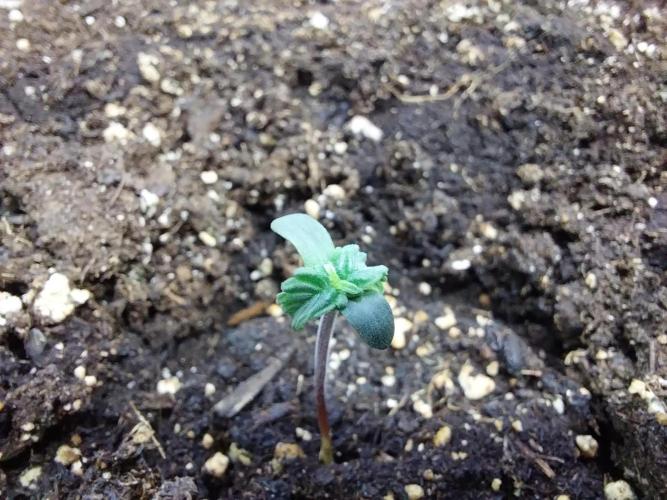 Erratatame. Week 1 - 14/02