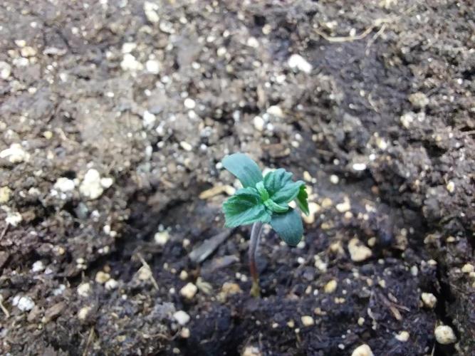 Erratatame. Week 1 - 15/02