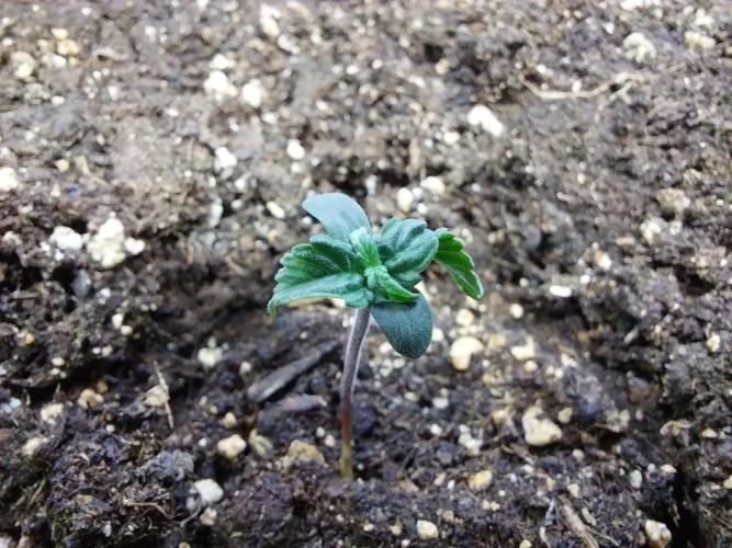 Erratatame. Week 1 - 16/02