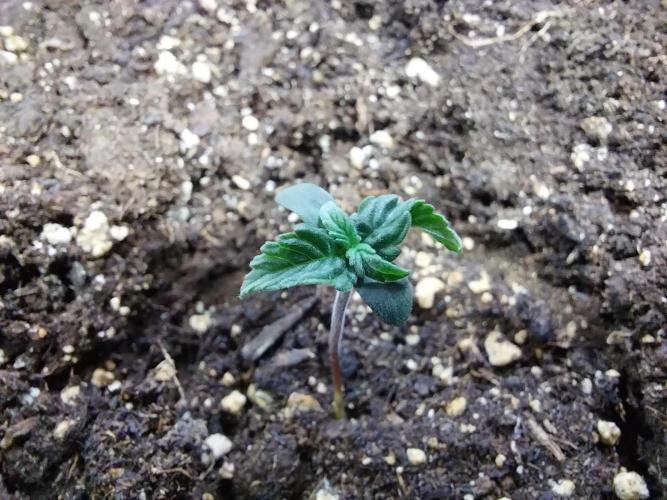 Erratatame. Week 1 - 17/02