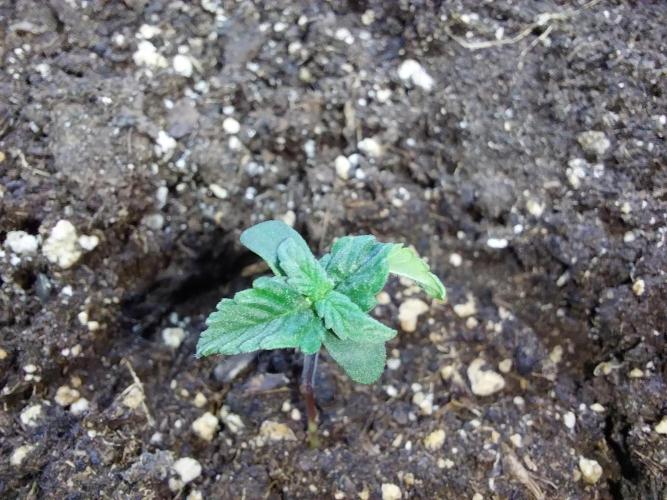 Erratatame. Week 1 - 18/02