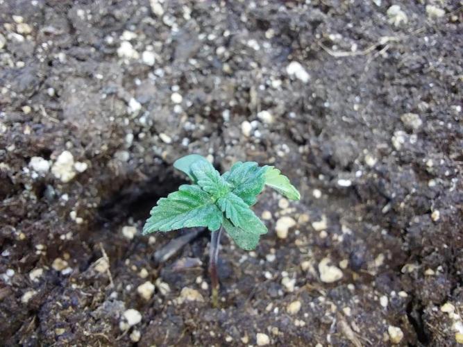 Erratatame. Week 1 - 20/02