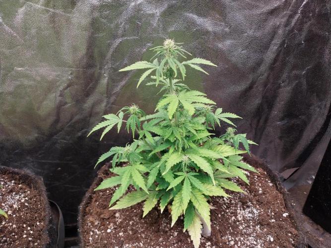 Bilout. Week 8 - 16/02