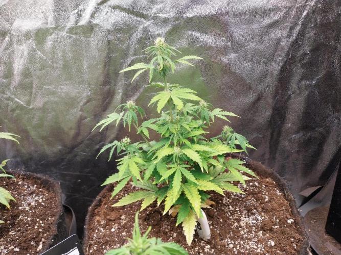 Bilout. Week 8 - 17/02