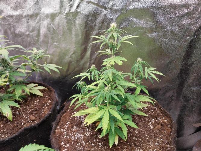 Bilout. Week 8 - 18/02