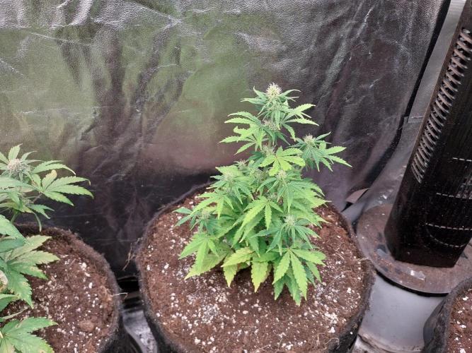 Bilout. Week 8 - 19/02