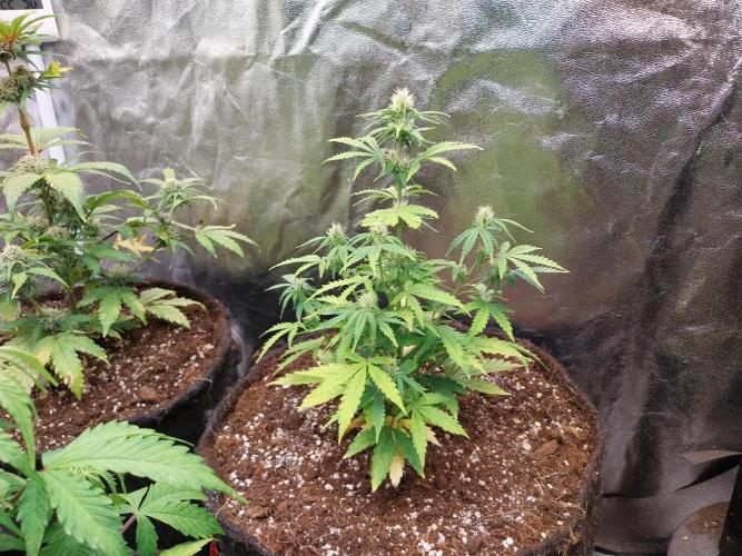 Bilout. Week 8 - 20/02