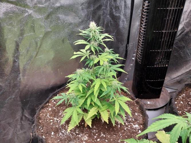 Bilout. Week 8 - 21/02