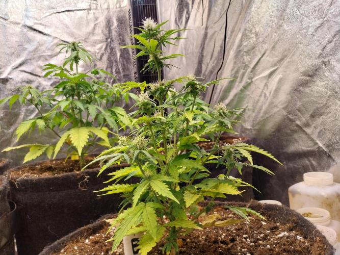 Bilout. Week 8 - 22/02 