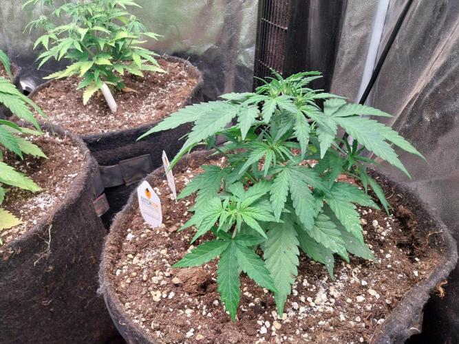 Palle leho. Week 6 - 17/02