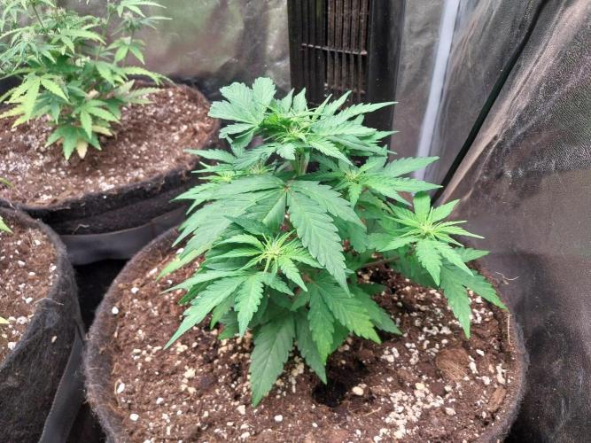 Palle leho. Week 6 - 19/02