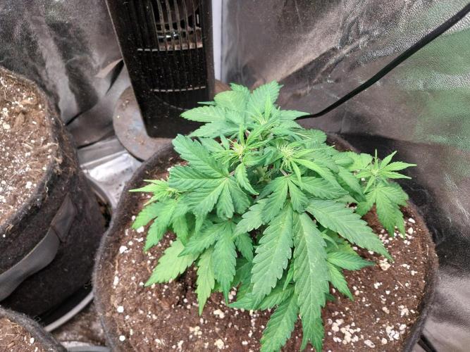 Palle leho. Week 6 - 20/02