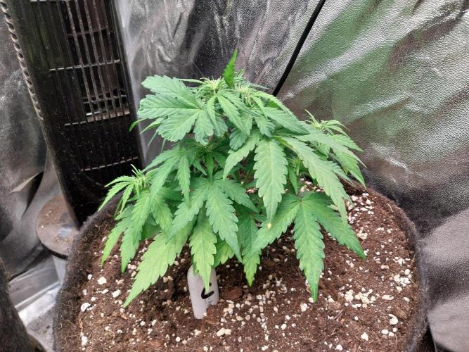 Palle leho. Week 6 - 21/02