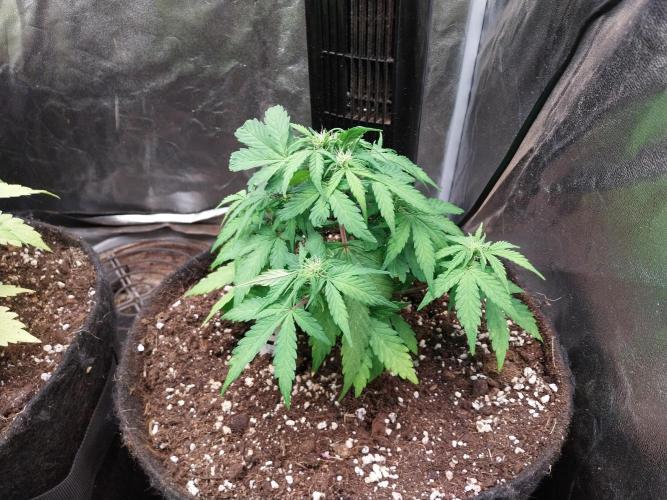 Palle leho. Week 6 - 22/2