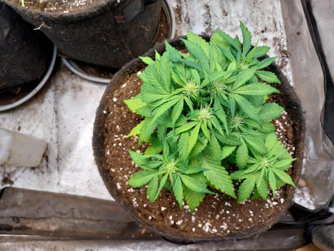 Palle leho. Week 6 - 23/02