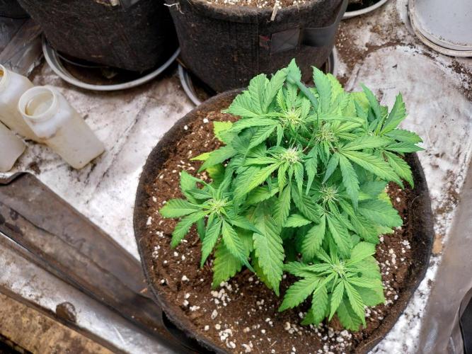 Palle leho. Week 6 - 23/02