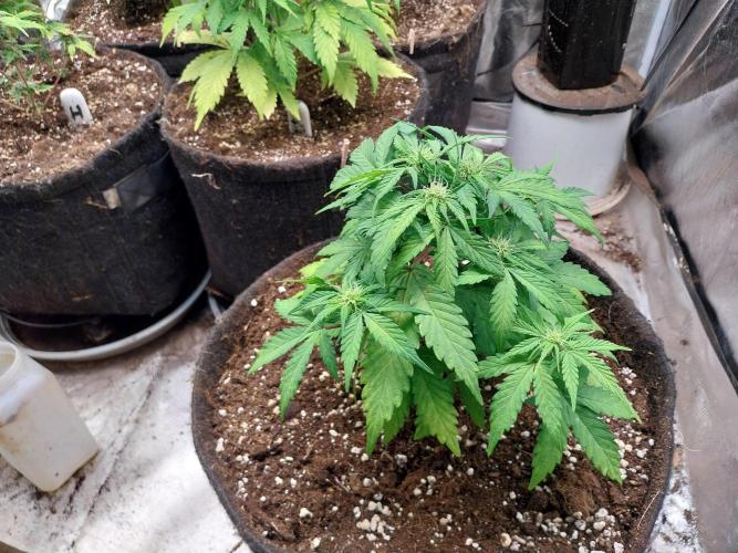 Palle leho. Week 6 - 23/02