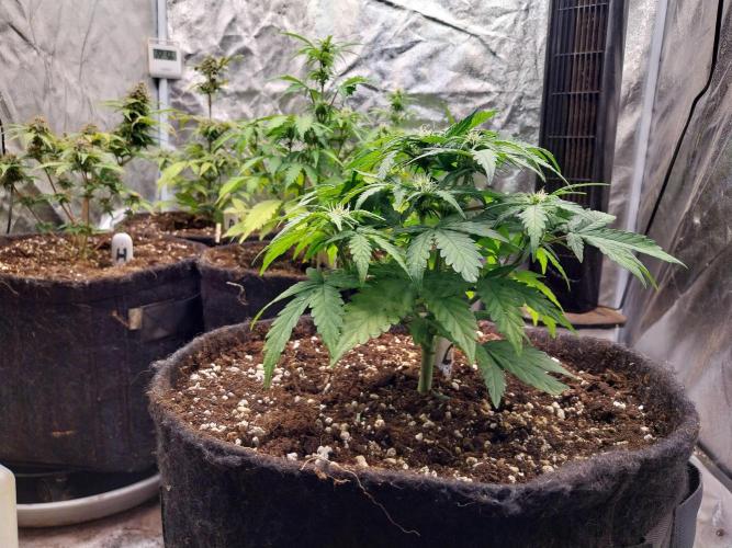 Palle leho. Week 6 - 23/02